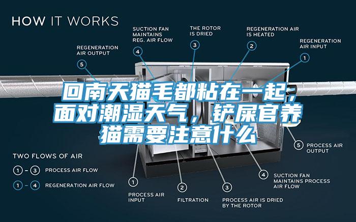 回南天貓毛都粘在一起，麵對潮濕天氣，鏟屎官養貓需要注意什麽